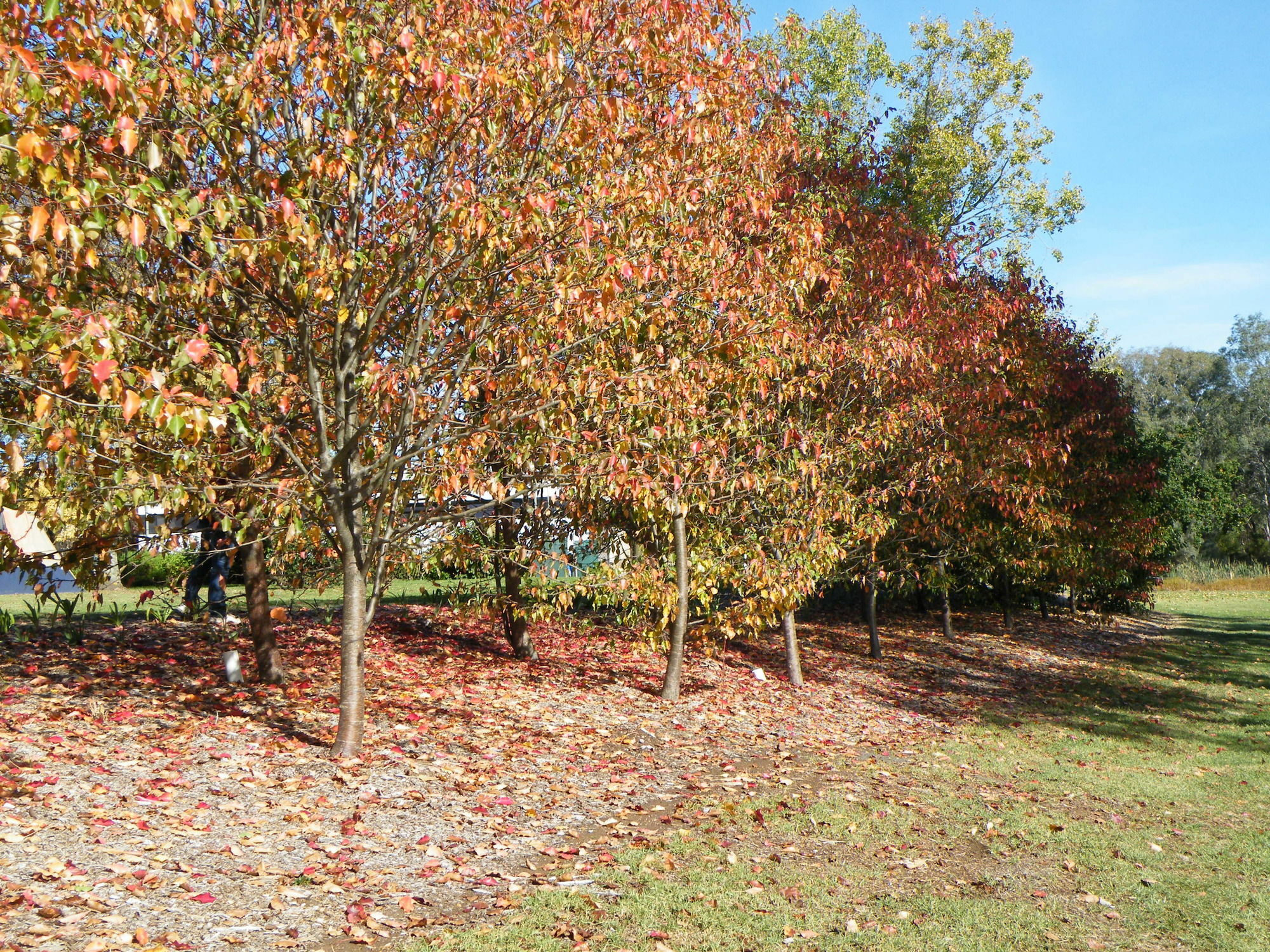 Lake Hamilton Motor Village And Caravan Park 외부 사진